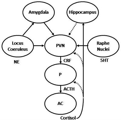 Pharmacological Treatment of Anxiety Disorders: The Role of the HPA Axis